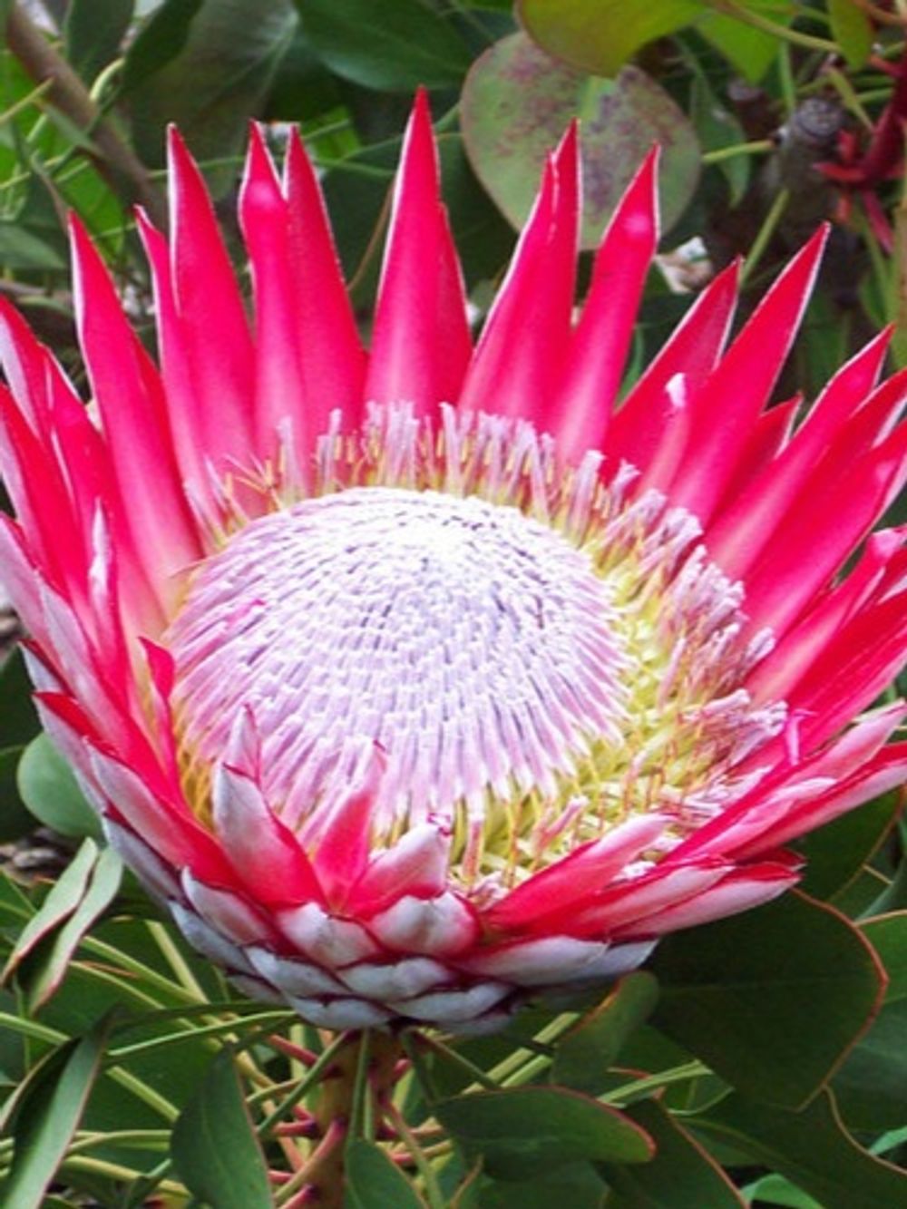 PROTEA SPRING RED KING (14CM)