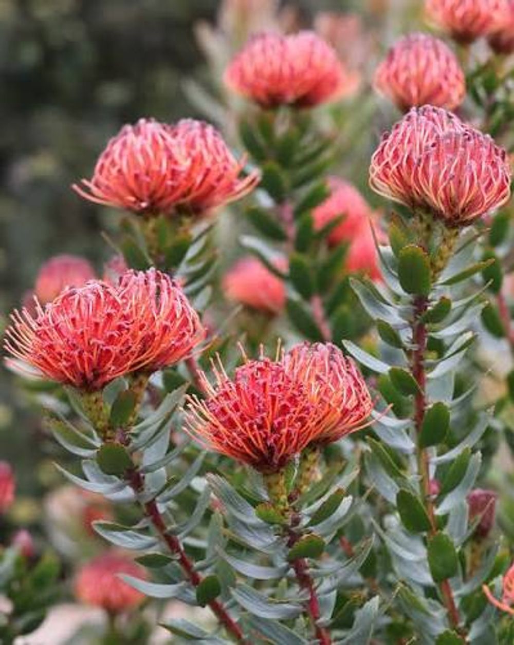 Leucospermum Carnival Red (14cm)