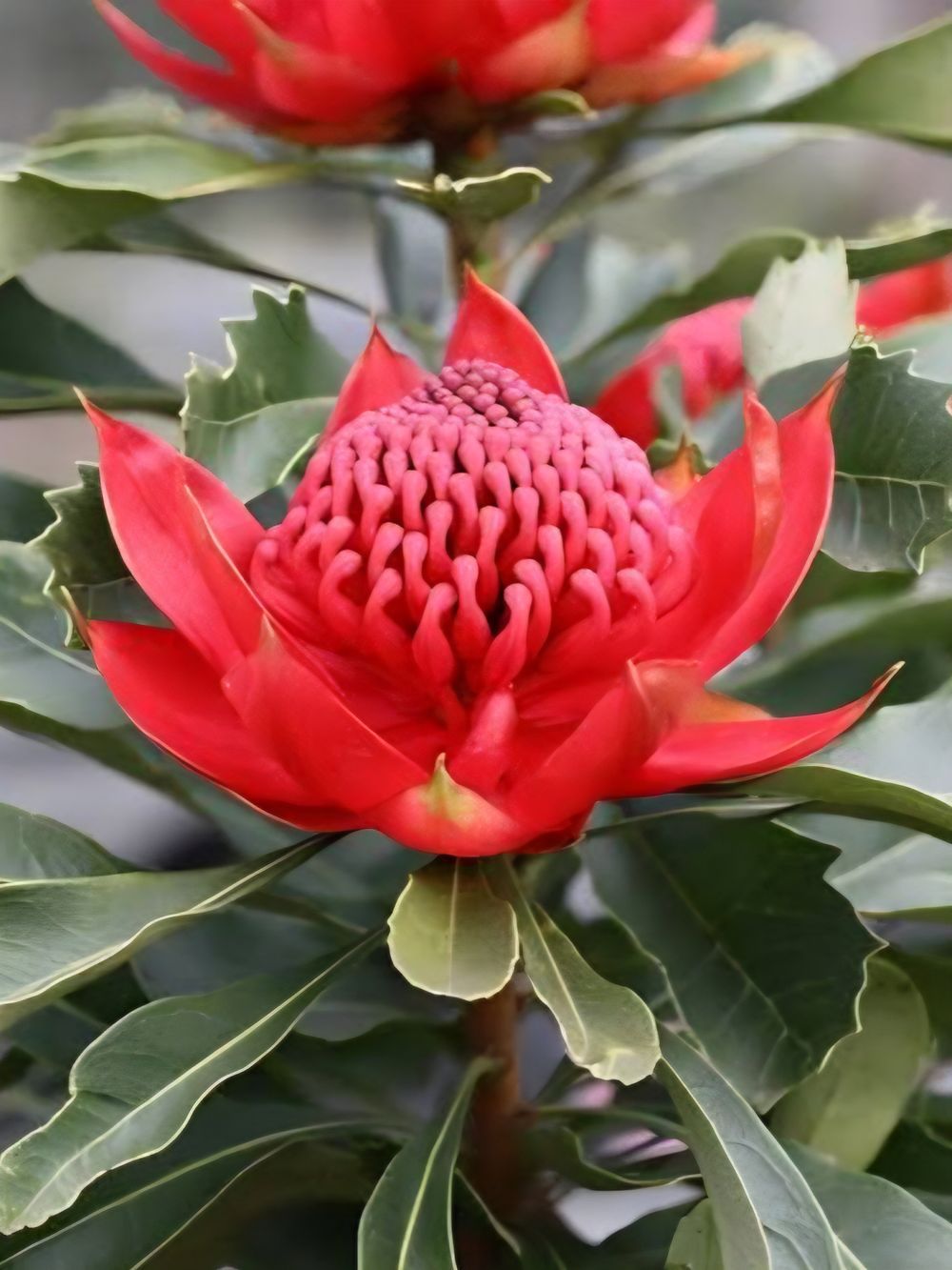 Telopea Enchanted Red (14cm)