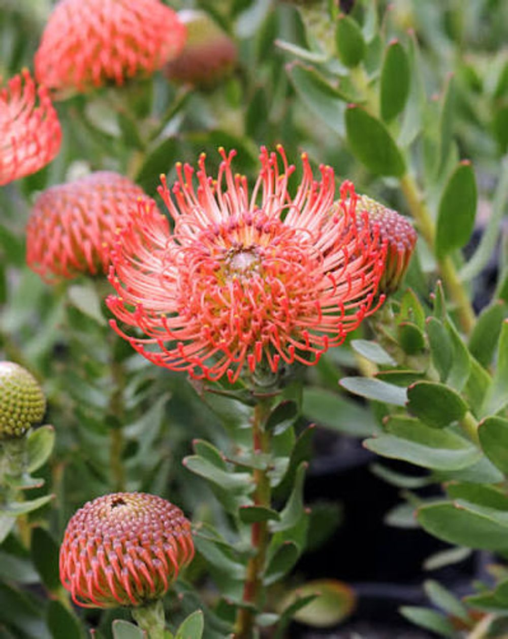 Leucospermum So Successful (14cm)