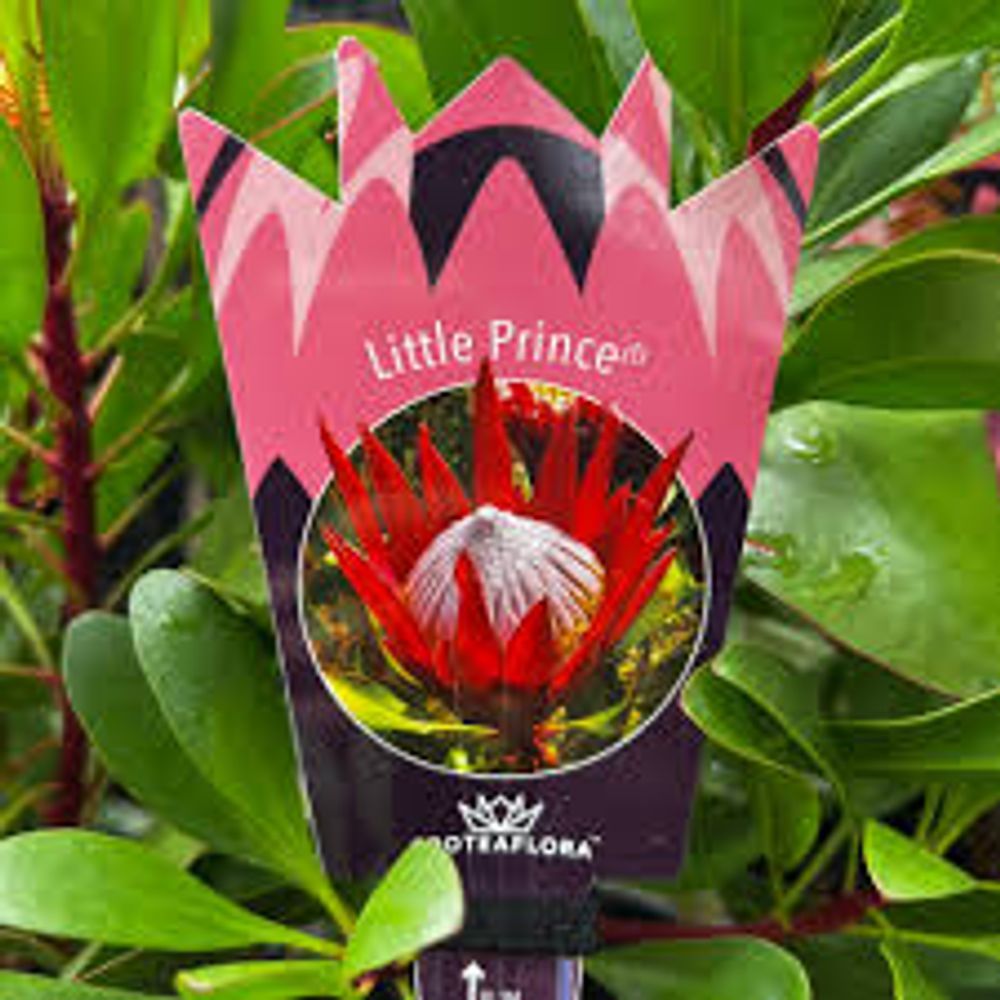 Protea Little Prince (14cm)