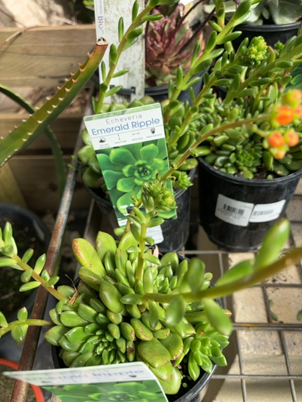 ECHEVERIA EMERALD RIPPLE (14CM)