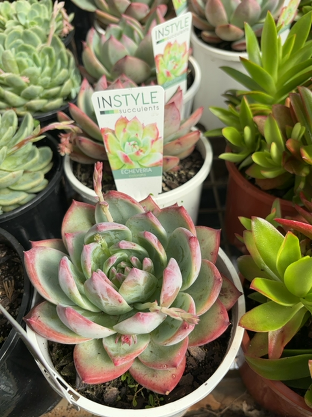 ECHEVERIA COLORATA (14CM)