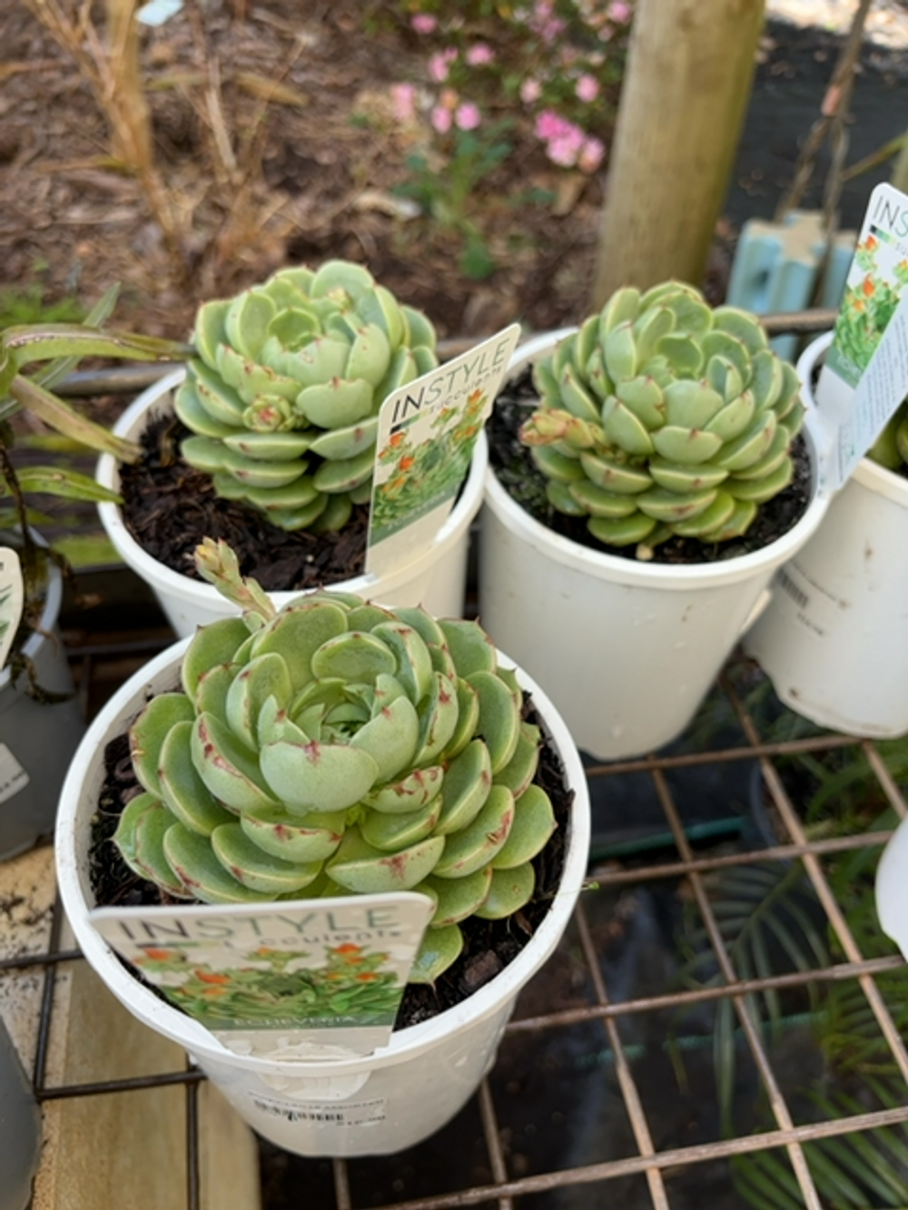 ECHEVERIA COMO (14CM)