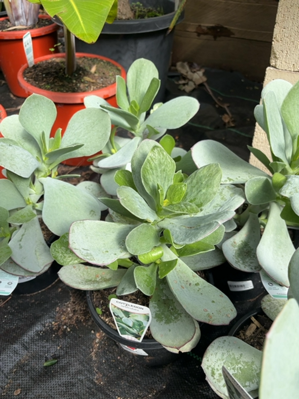 COTYELDON ORBICULATA (17CM)