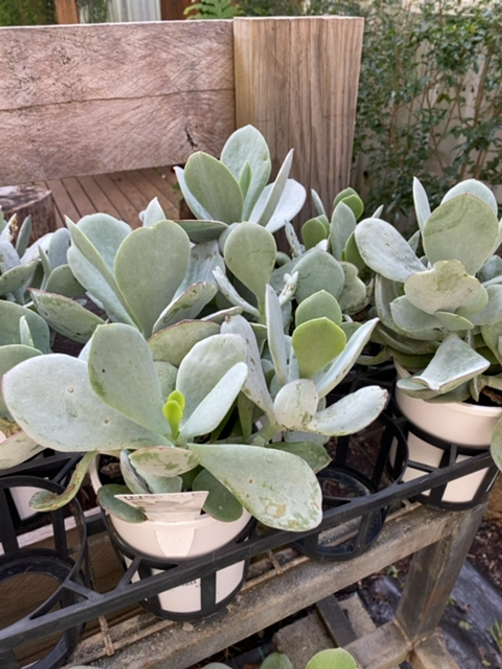 COTYLEDON DANS DELIGHT (14CM)