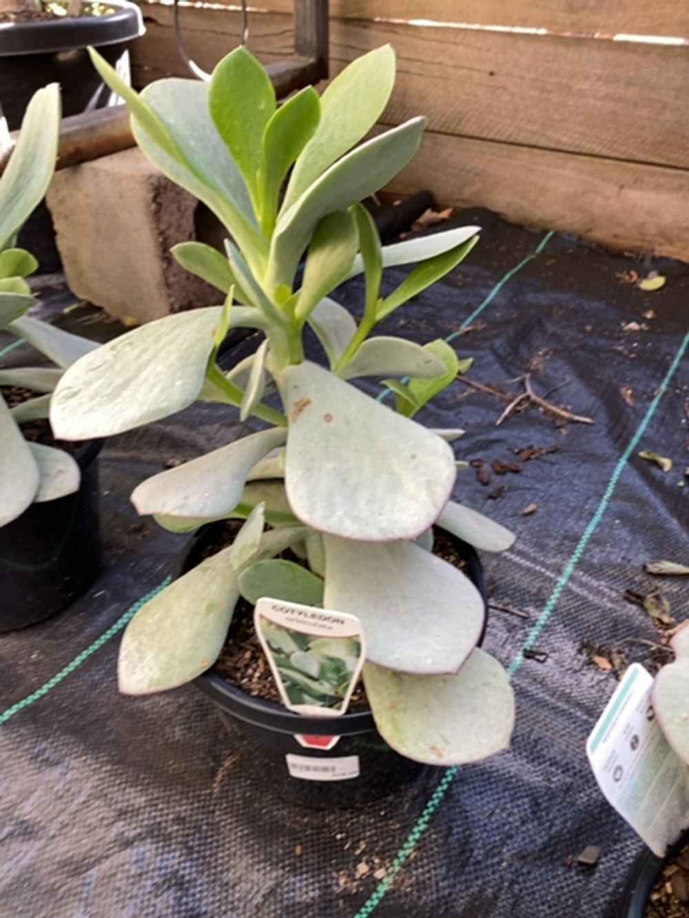 COTYLEDON ORBICULATA (17CM)