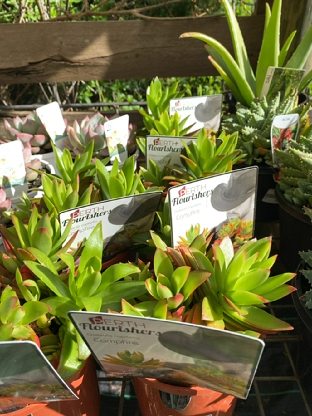 CRASSULA CAMPFIRE (14CM)