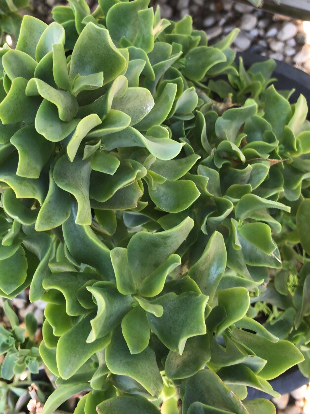 Crassula undulatifolia Ripple Jade (14cm)