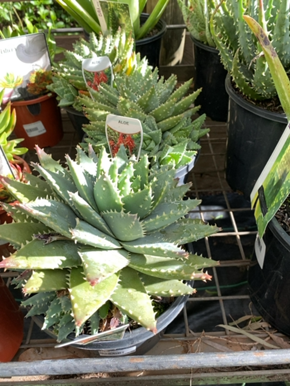 ALOE SPECIES(17CM)