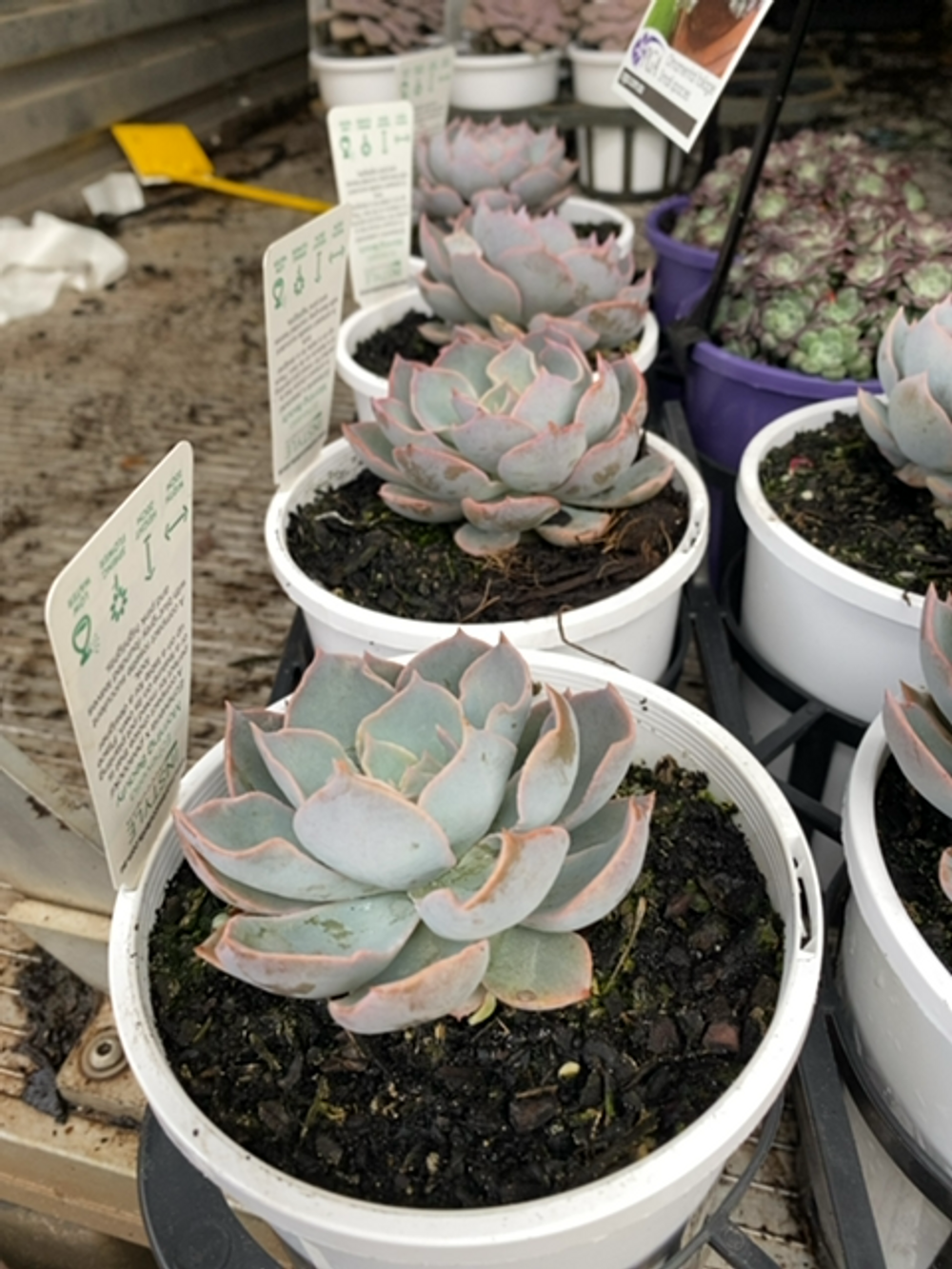 ECHEVERIA MORNING BEAUTY (14CM)