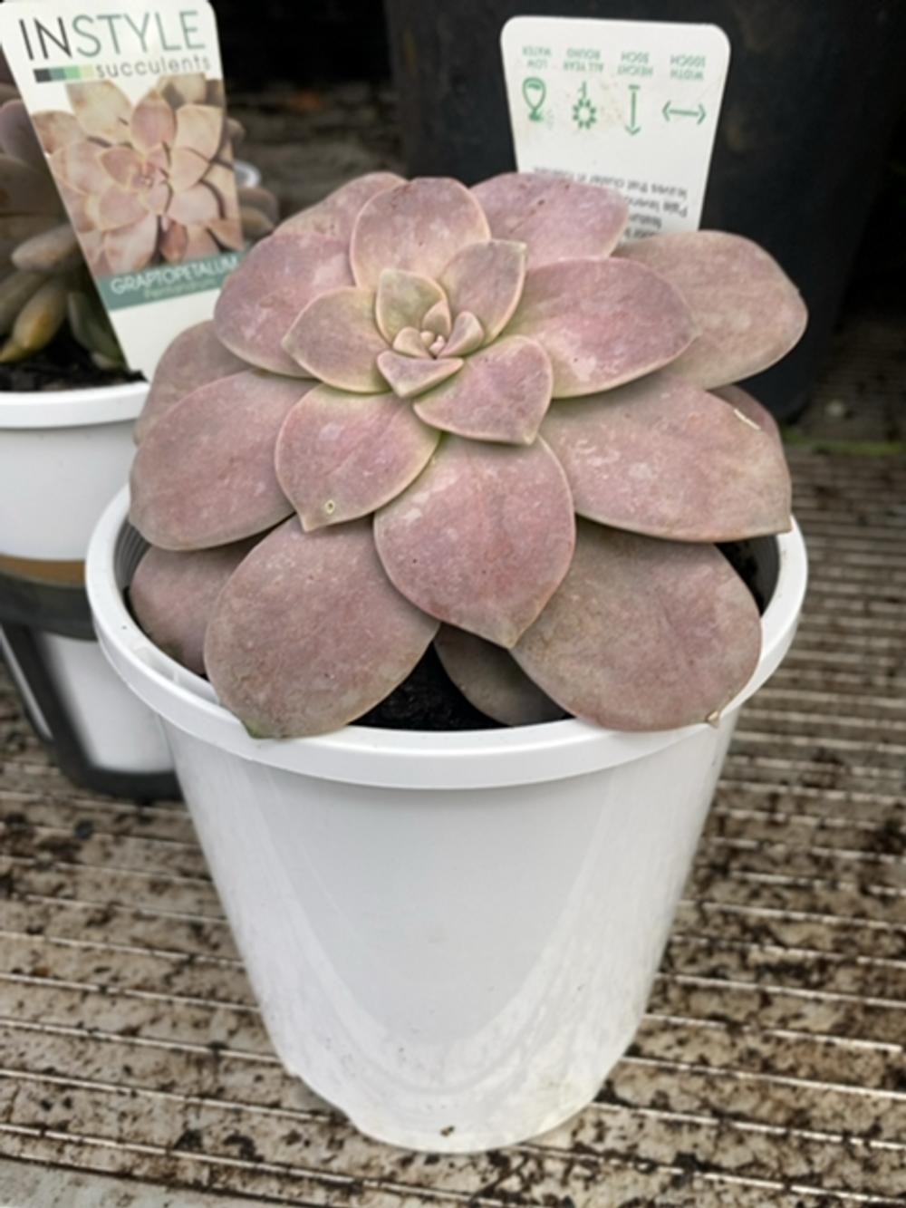 GRAPTOPETALUM PENTANDRUM (14CM)