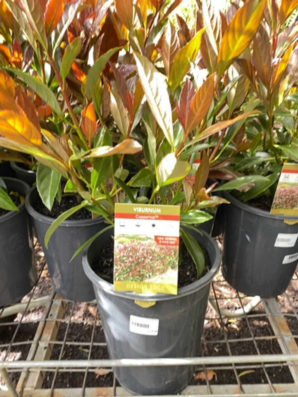 VIBURNUM COPPERTOP PBR (20CM)