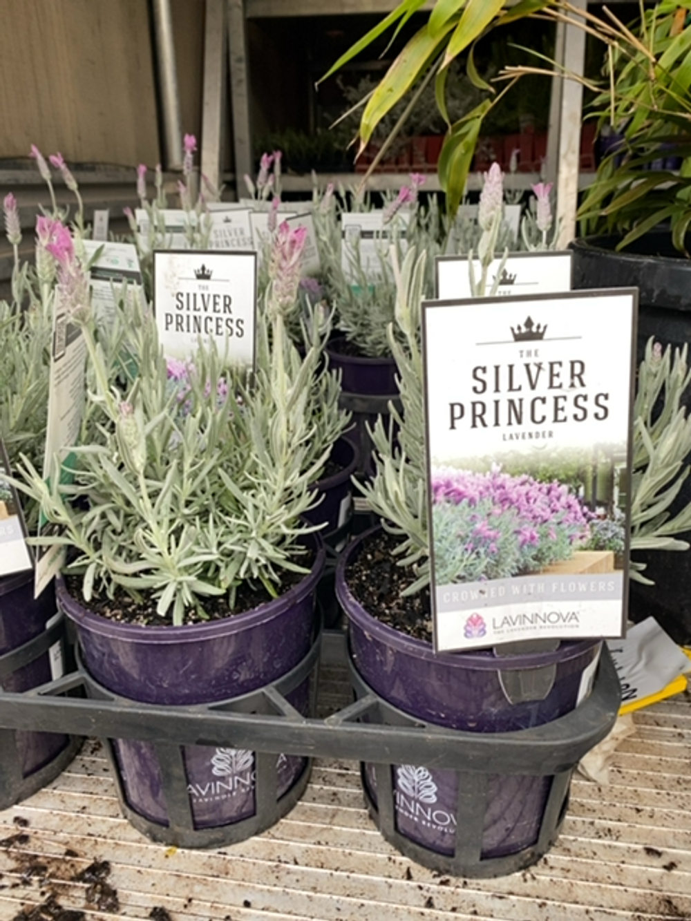 Lavandula Silver Princess (14cm)