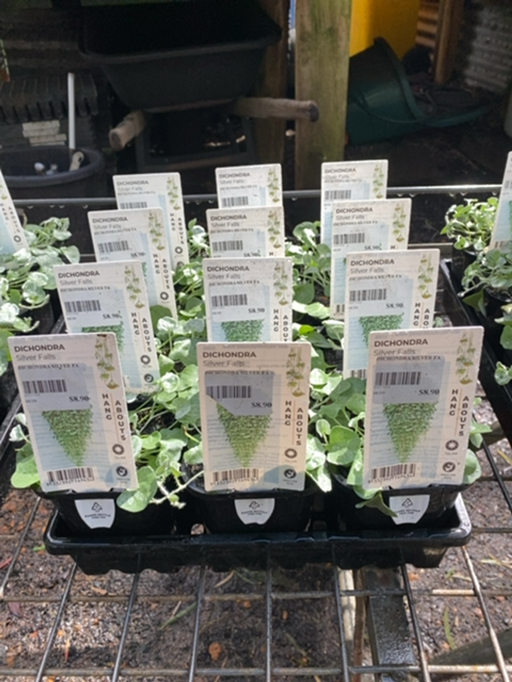 DICHONDRA SILVER FALLS (10CM)