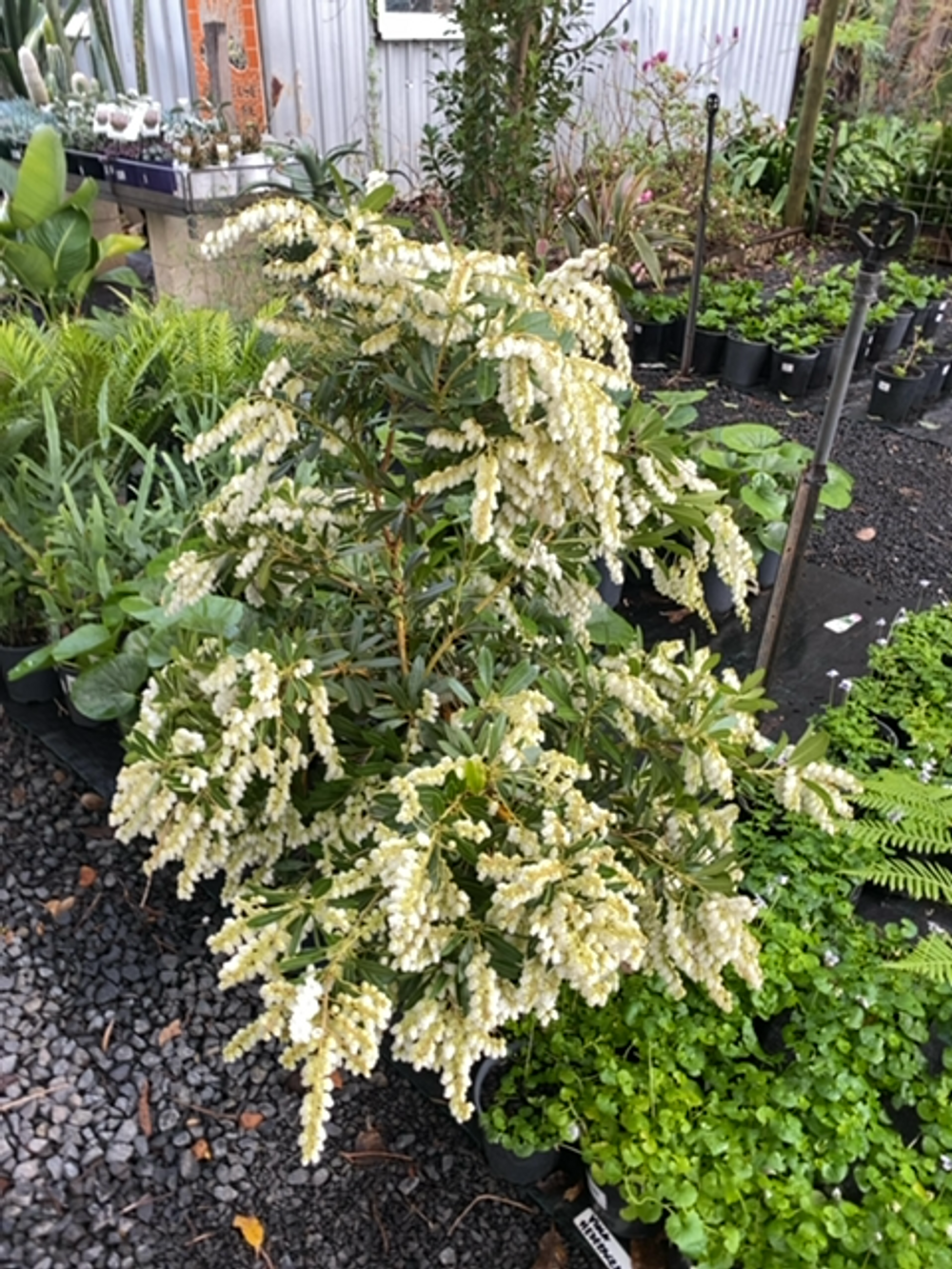 PIERIS JAPONICA (30CM)
