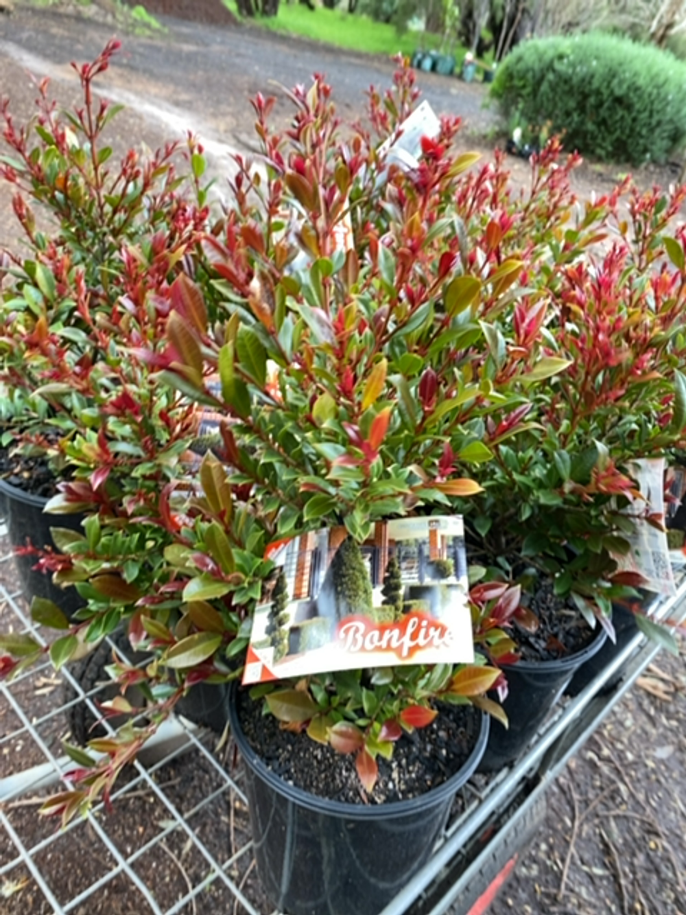 SYZYGIUM BONFIRE (17CM)