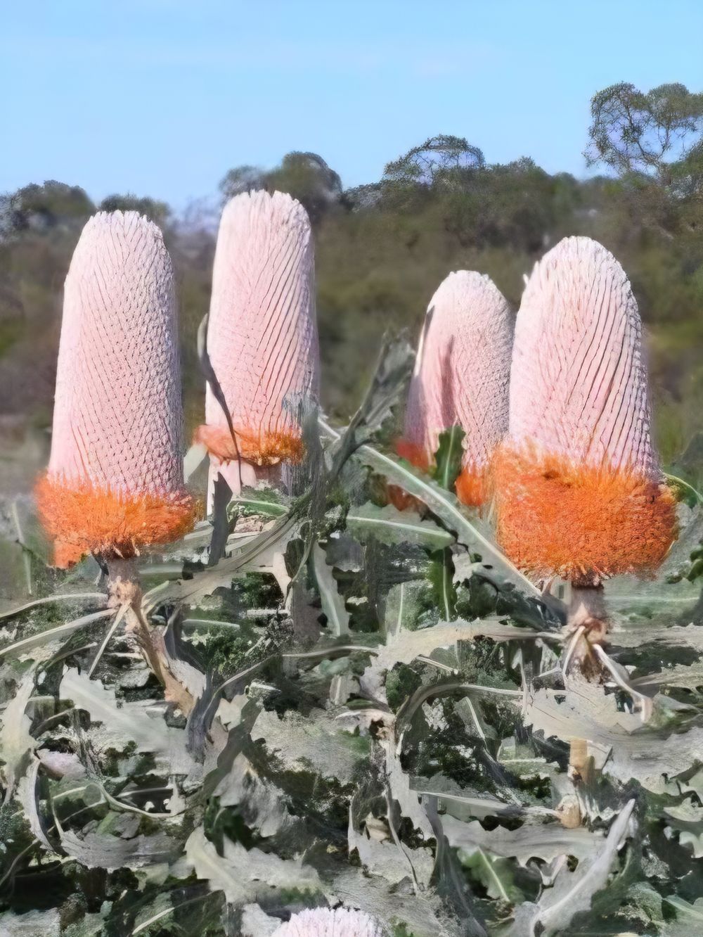 Banksia prionotes Dwarf (20cm)