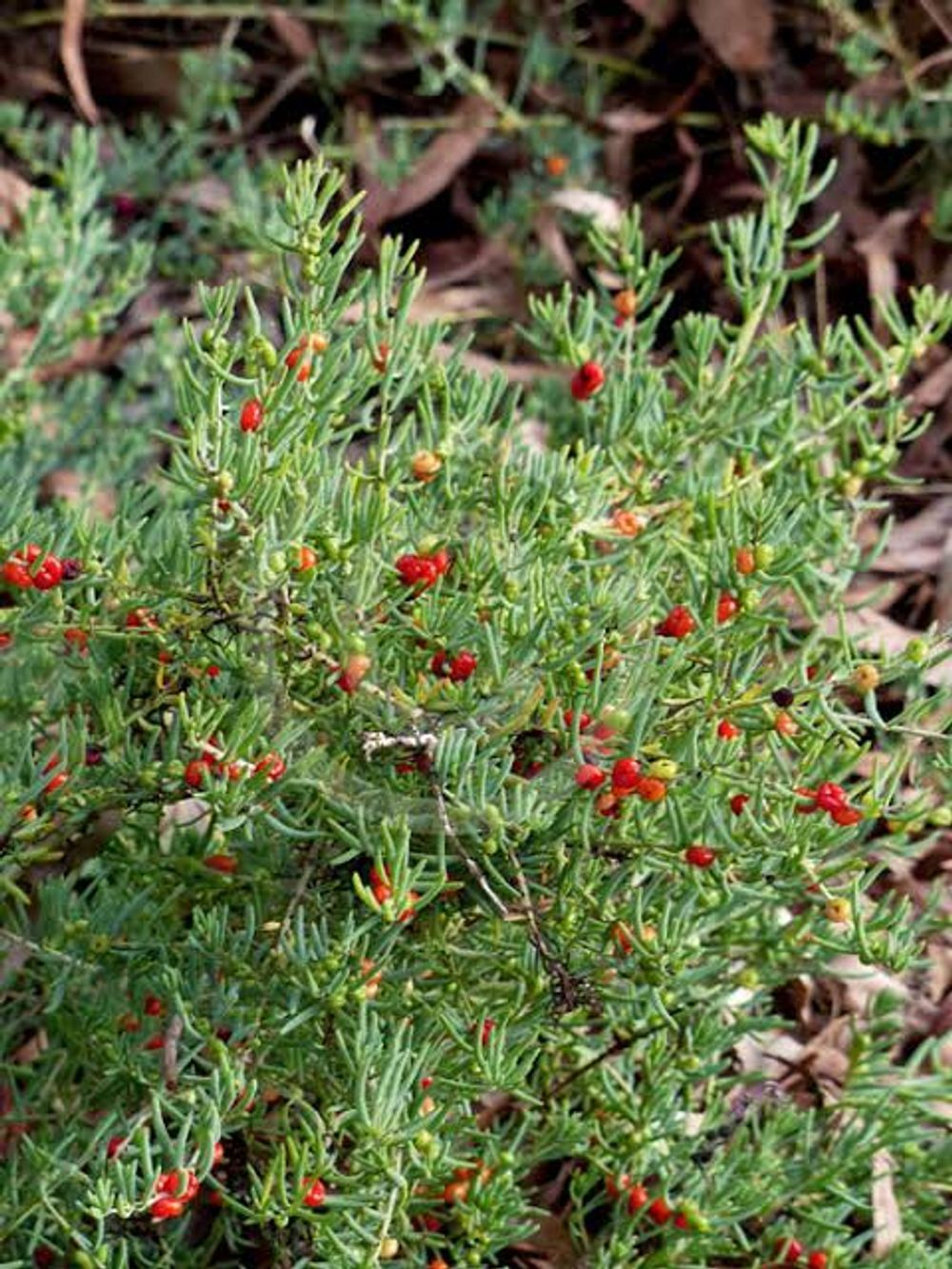 Enchylaena tomentosa Ruby Salt Bush (14cm)