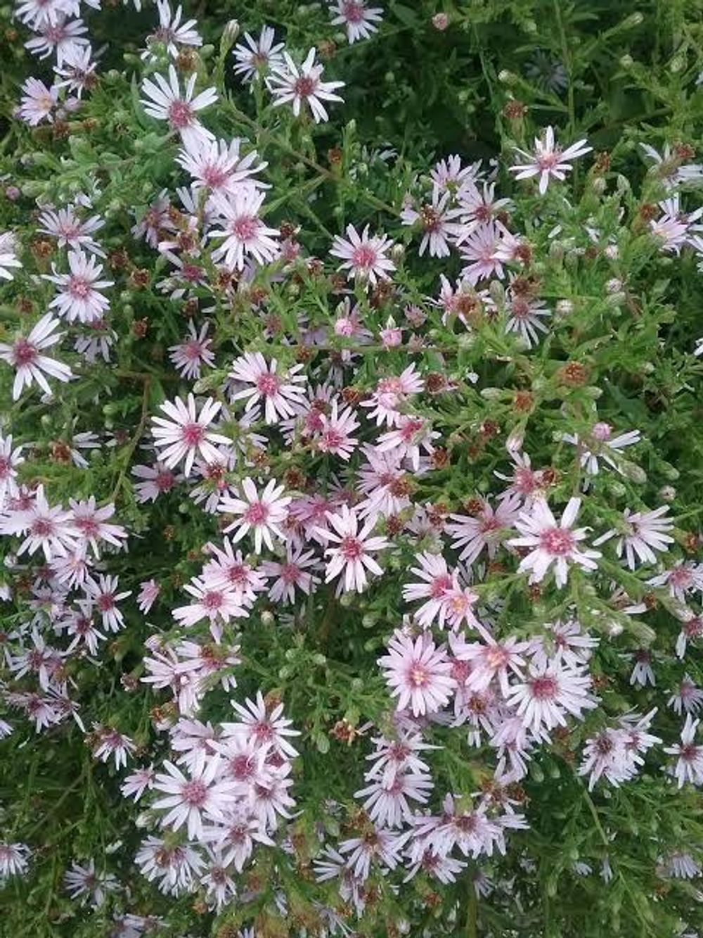 Aster Coombe Fishacre (14cm)