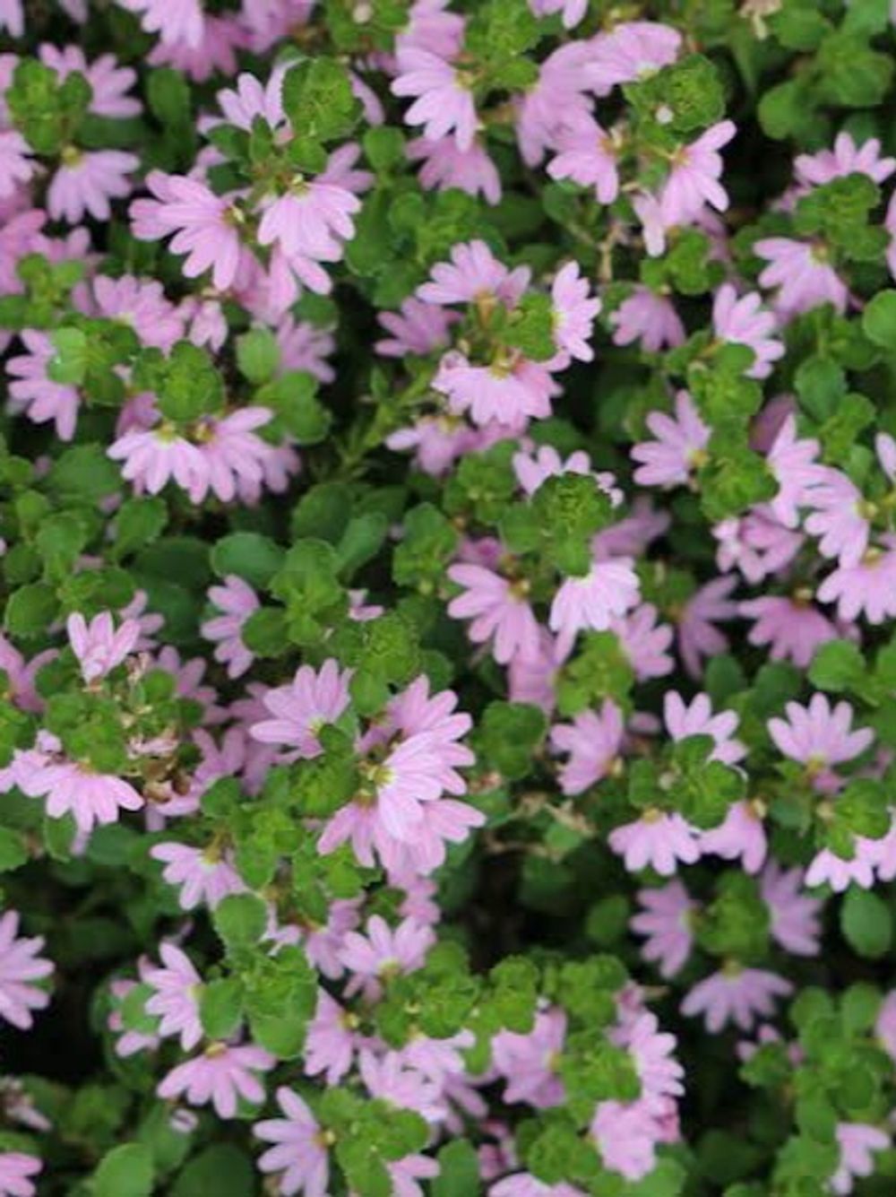 SCAEVOLA PINK FUSION (14CM)