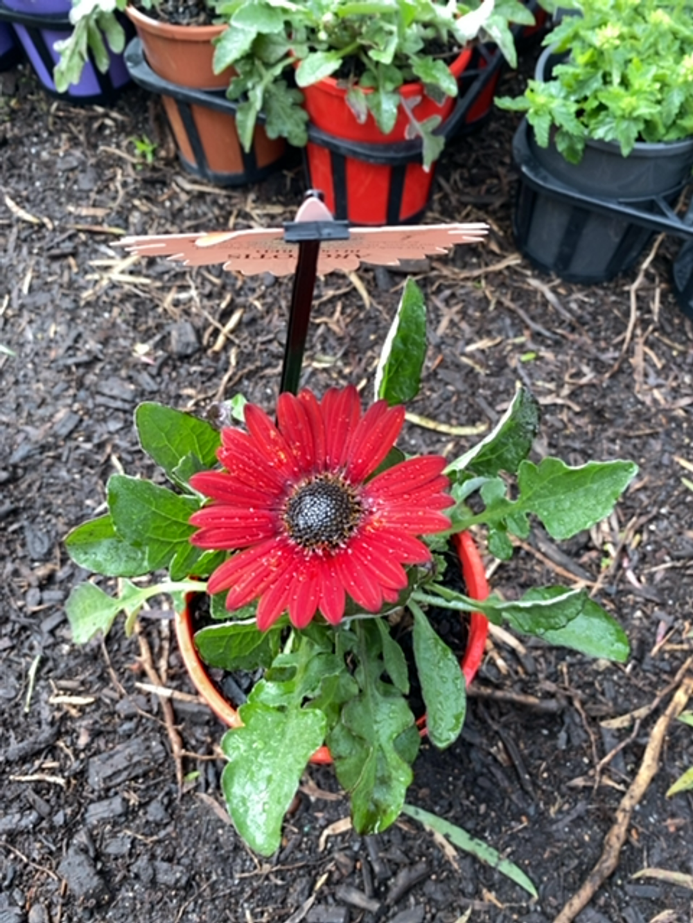 Arctotis Blood Red (14cm)