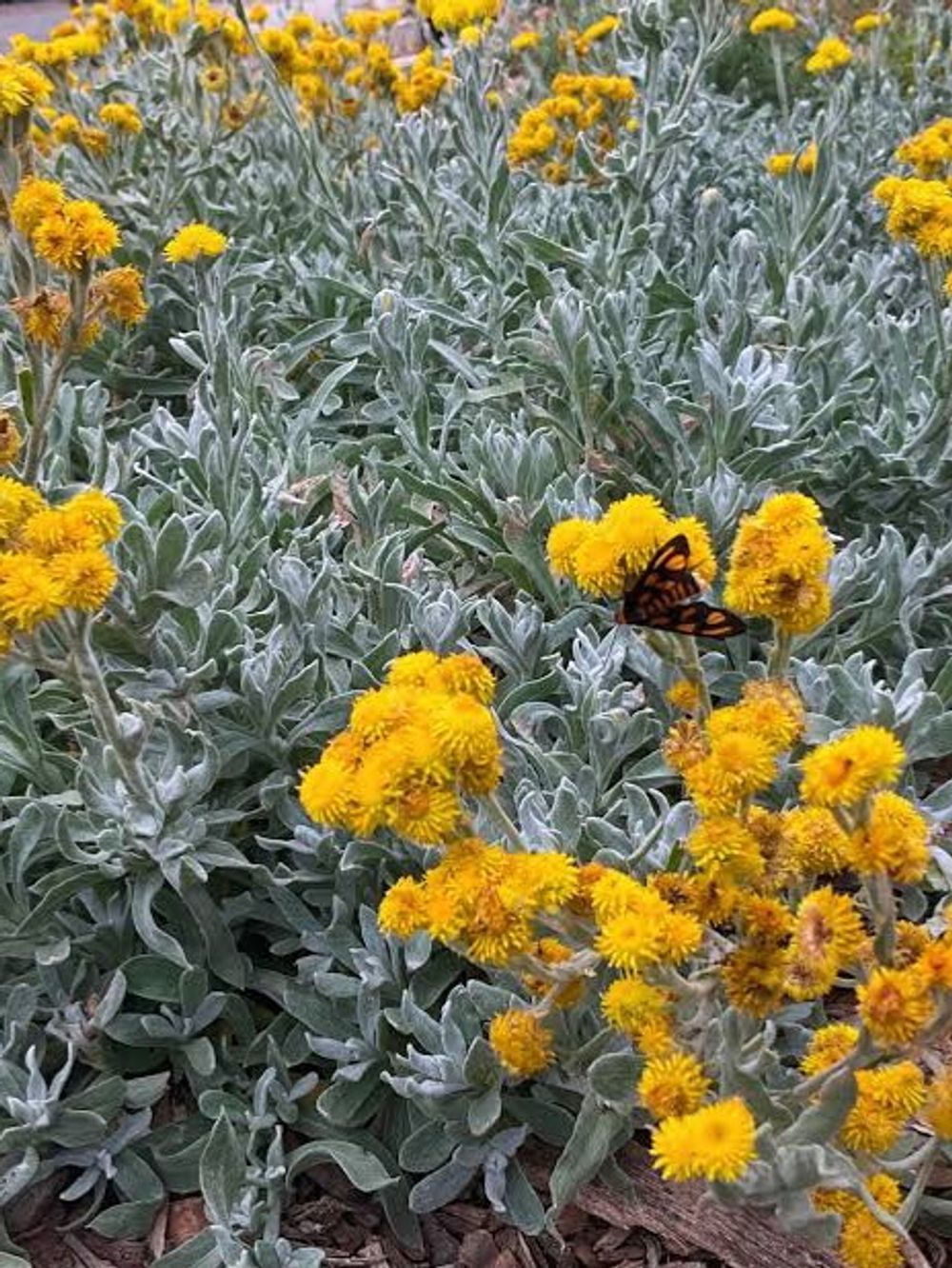 Chrysophelum Aussie Reflections (14CM)