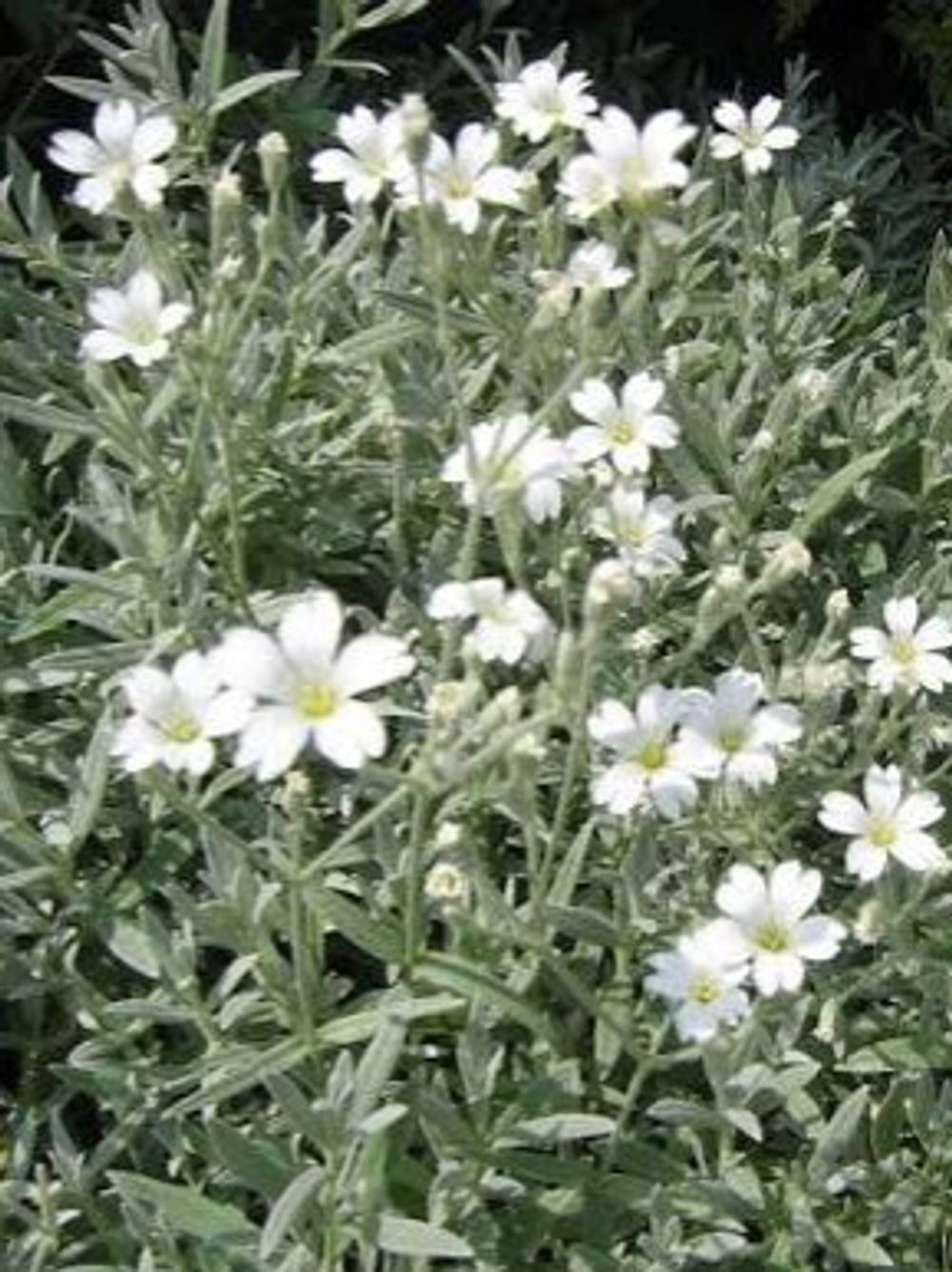 Cerastium  Snow in Summer (14cm)
