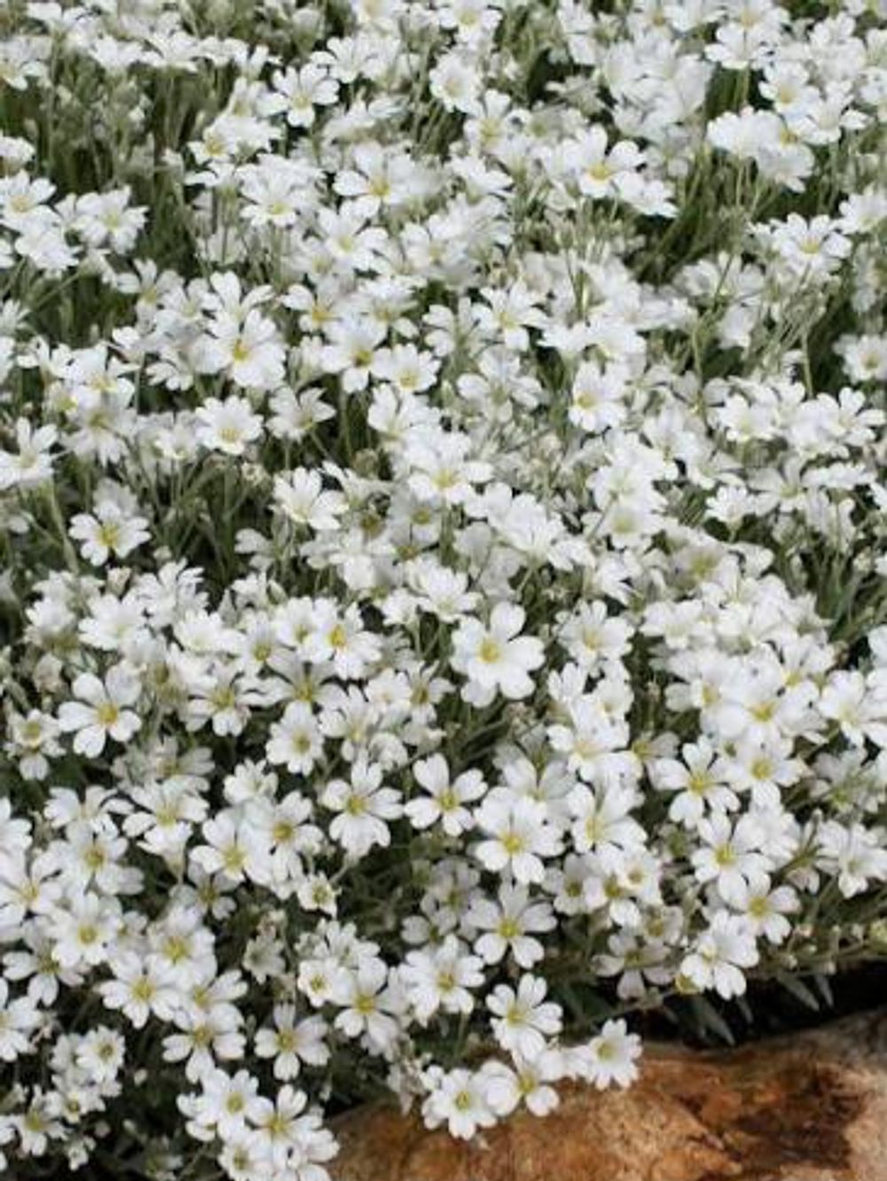 Cerastium  Snow in Summer (14cm)