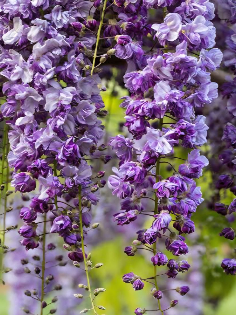 Wisteria floribunda Violacea Plena Double Purple (45lt)
