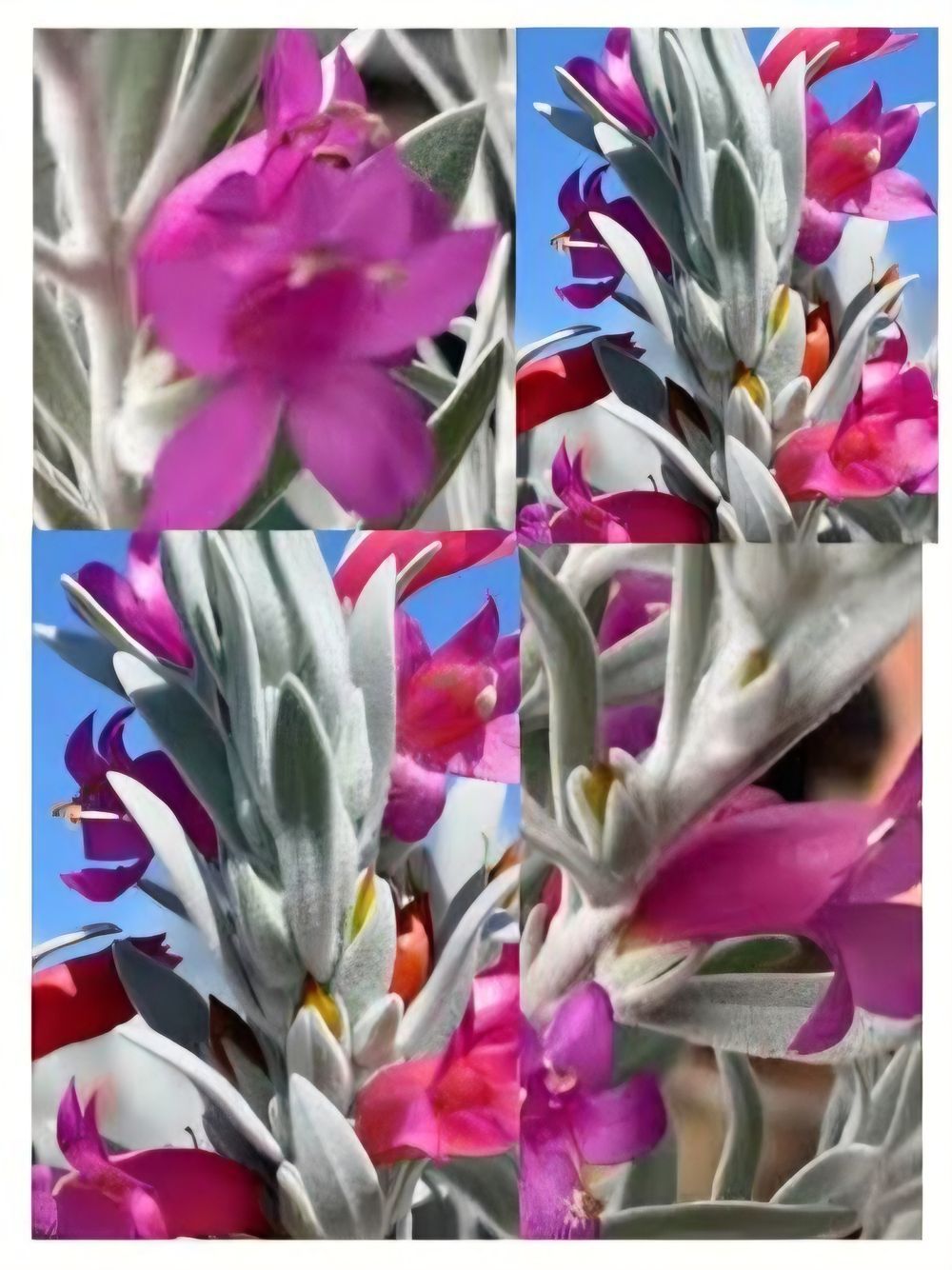 Eremophila hybrid Pink Ice (14cm)