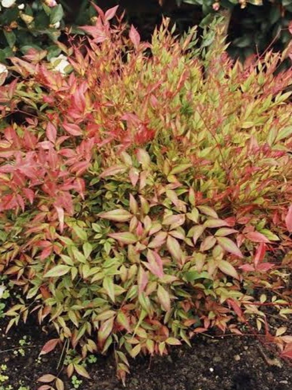 NANDINA GULF STREAM (17CM)
