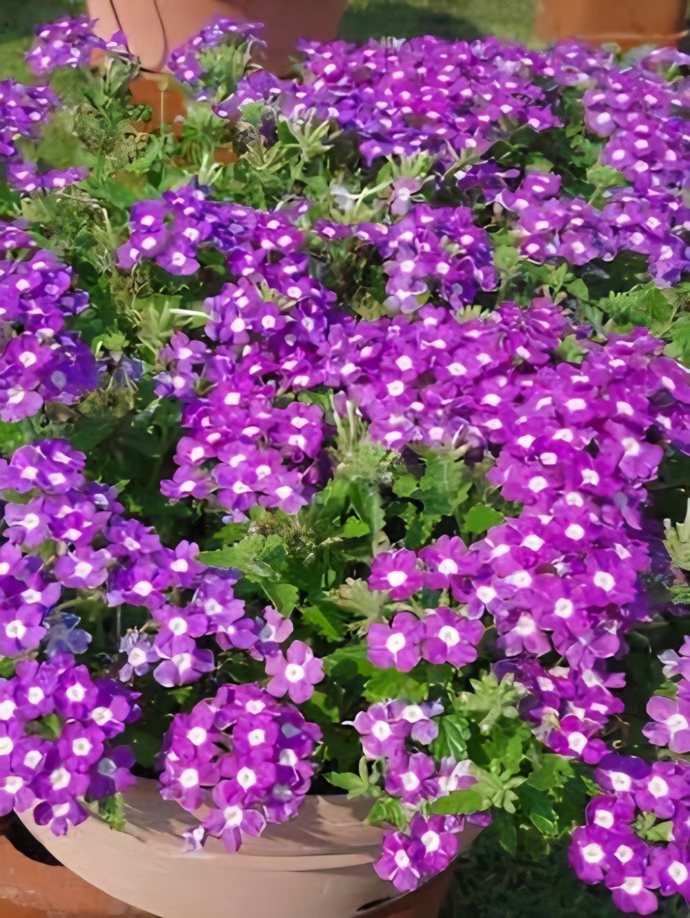 Verbena X Hortensis Compact Lavender (14cm)