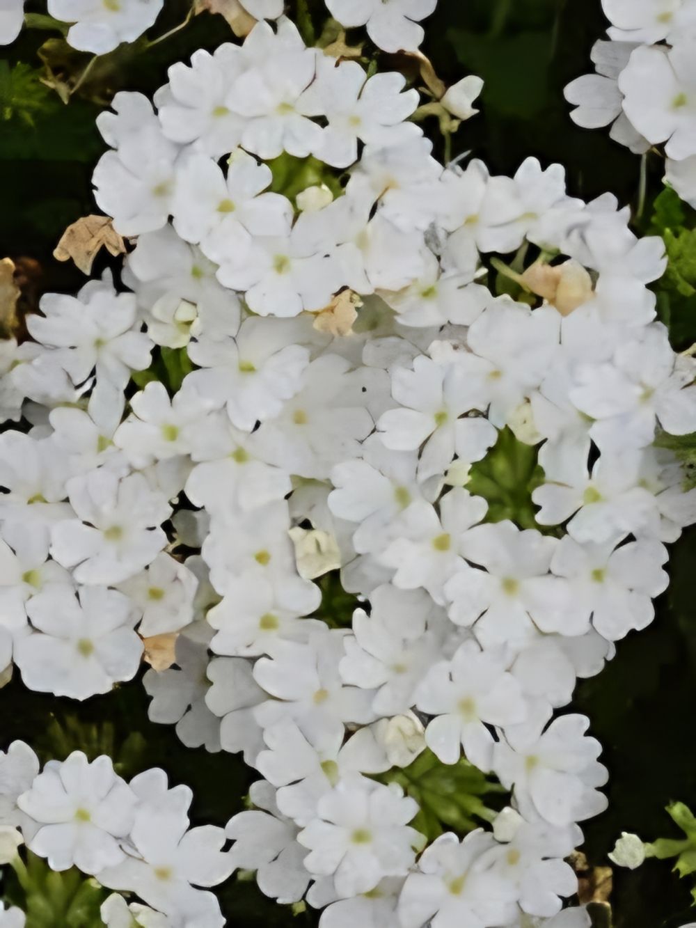 Verbena hortensis Vanessa White (14cm)