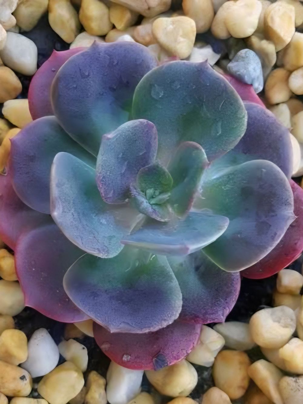 Echeveria Blue Metal (18cm)