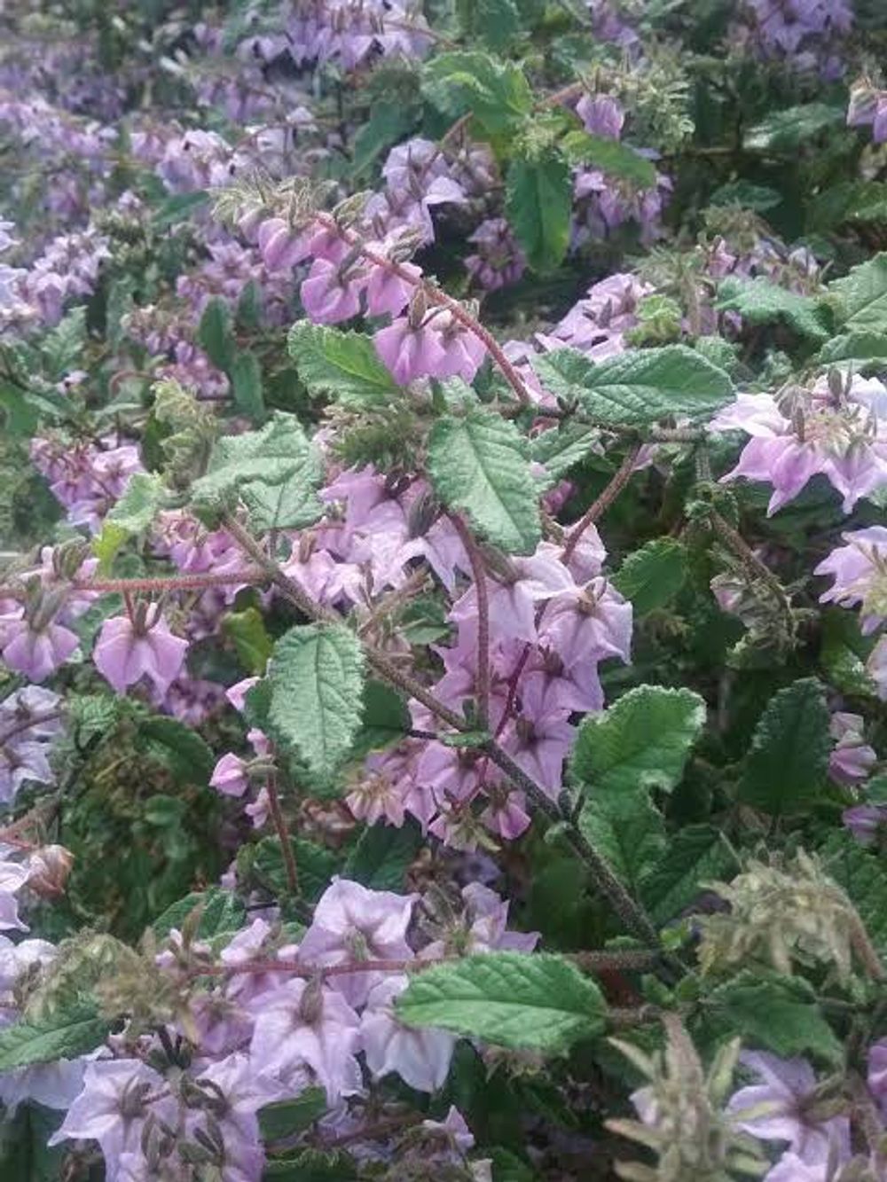 THOMASIA PURPUREA (14CM)
