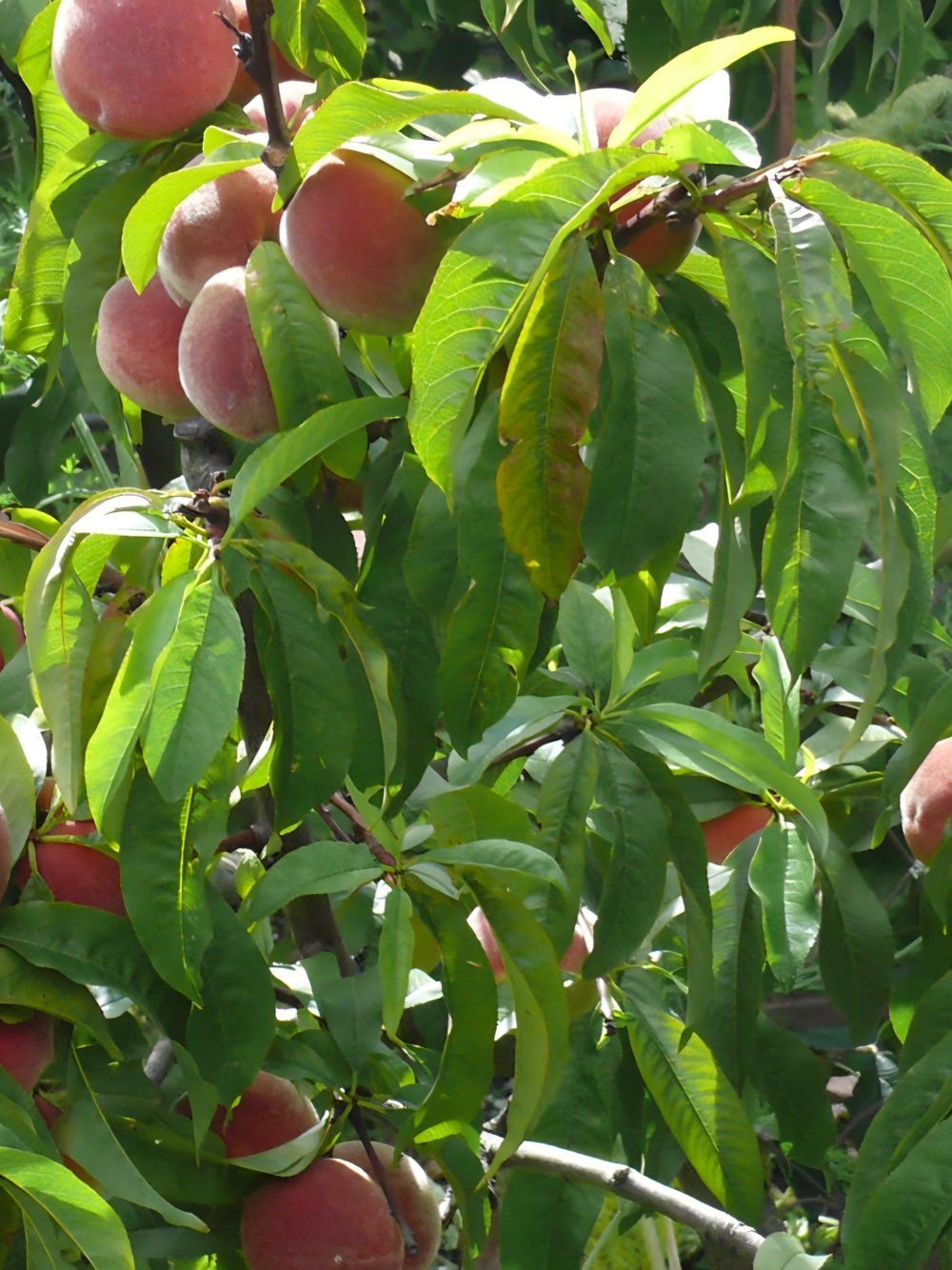 Peach Fragar (6lt)