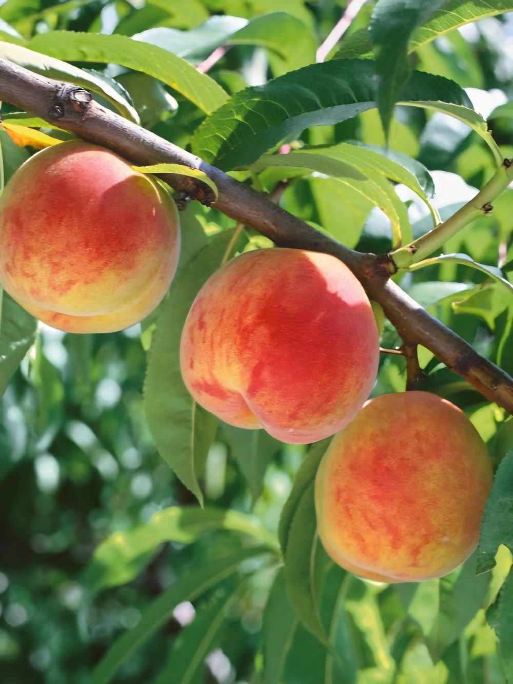Peach Dwarf White Gold (4lt)