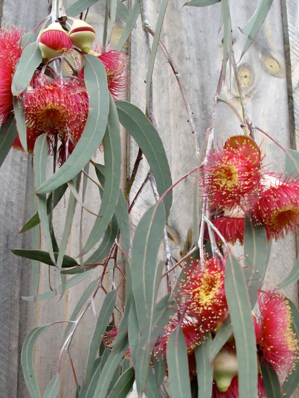 Eucalyptus caesia Silver Princess (35lt)