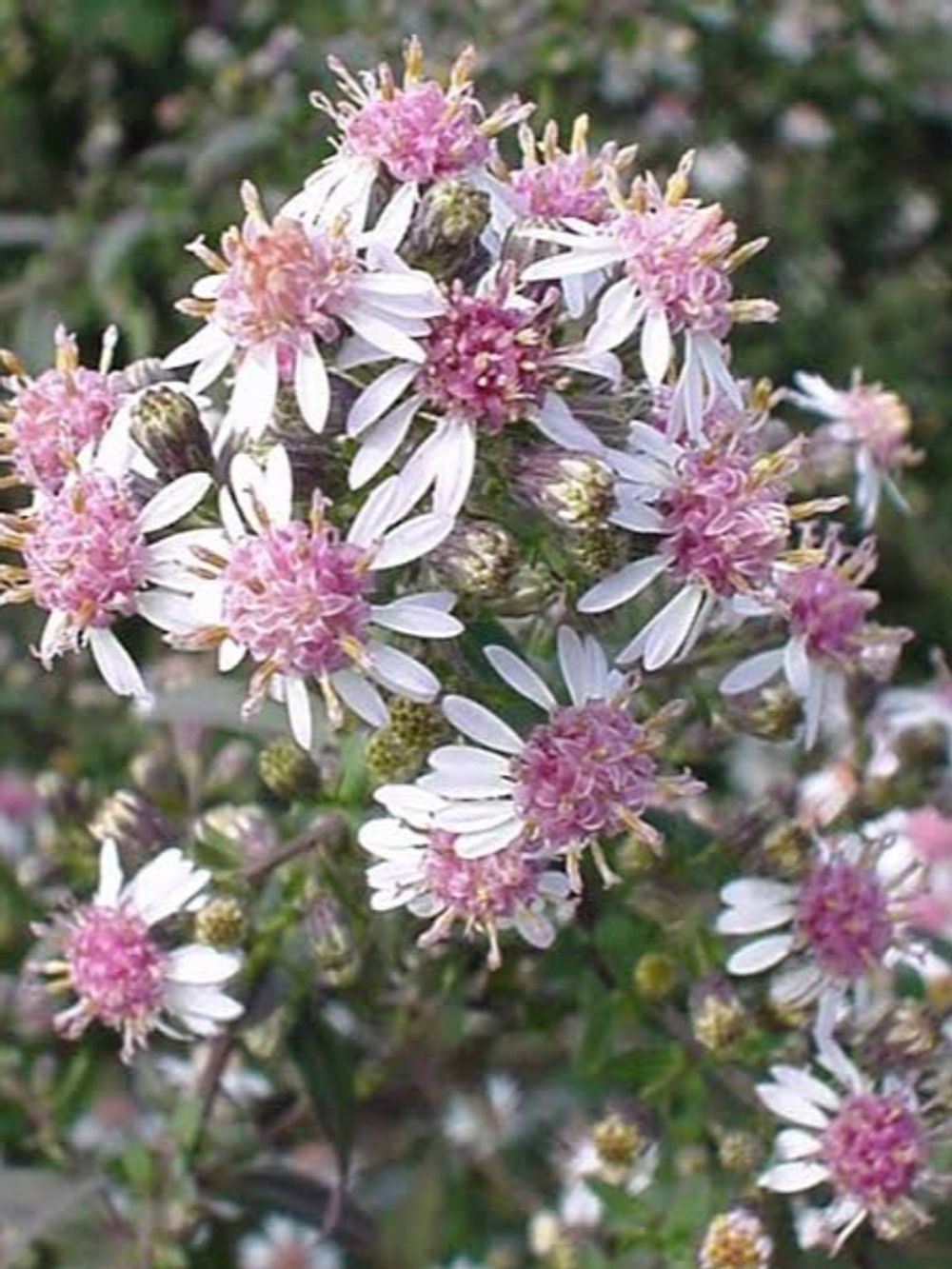 SYMPHYOTRICHUM PRINCE ASTER (14CM)
