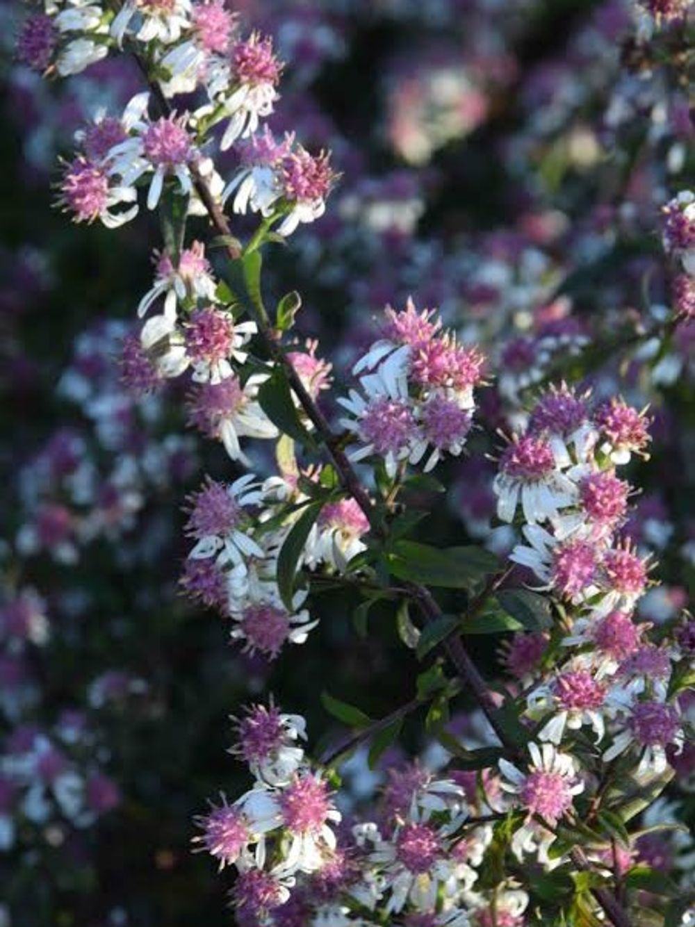 SYMPHOTRICHUM LADY IN BLACK ASTER (14CM)