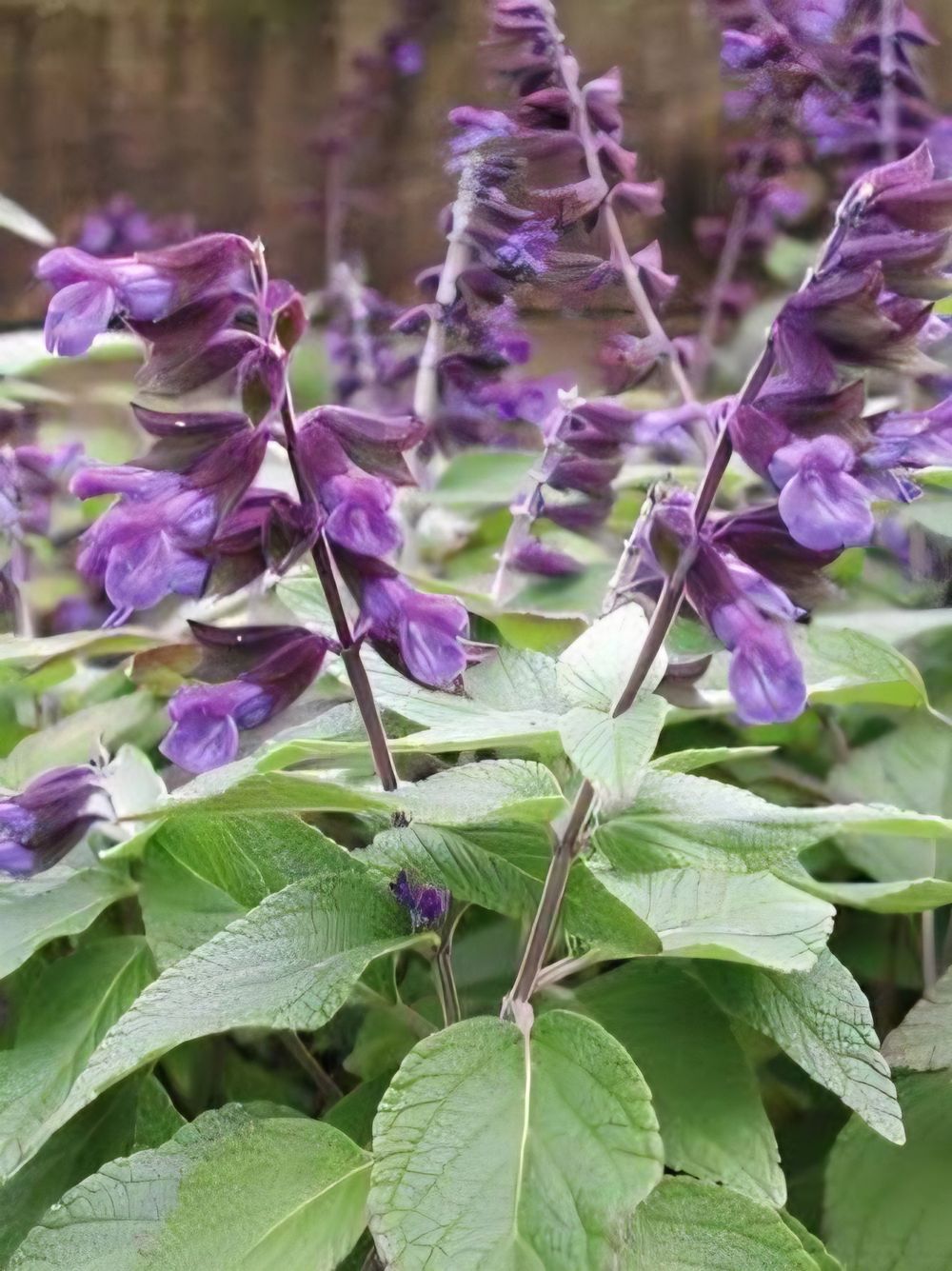 Salvia Anthony Parker (17cm)