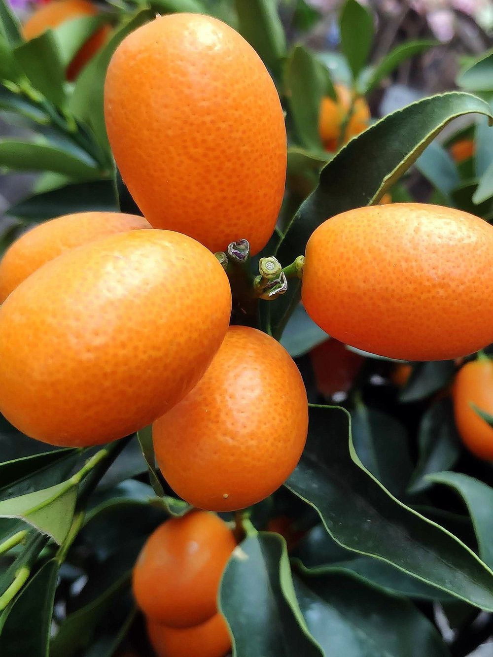 Cumquat Nagami (6lt)