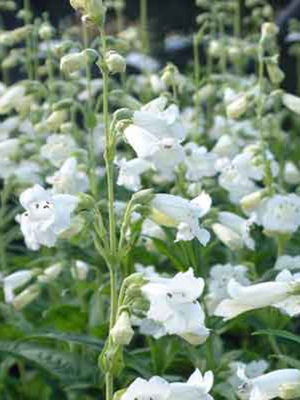 PENSTEMON SNOW WHITE (14CM)