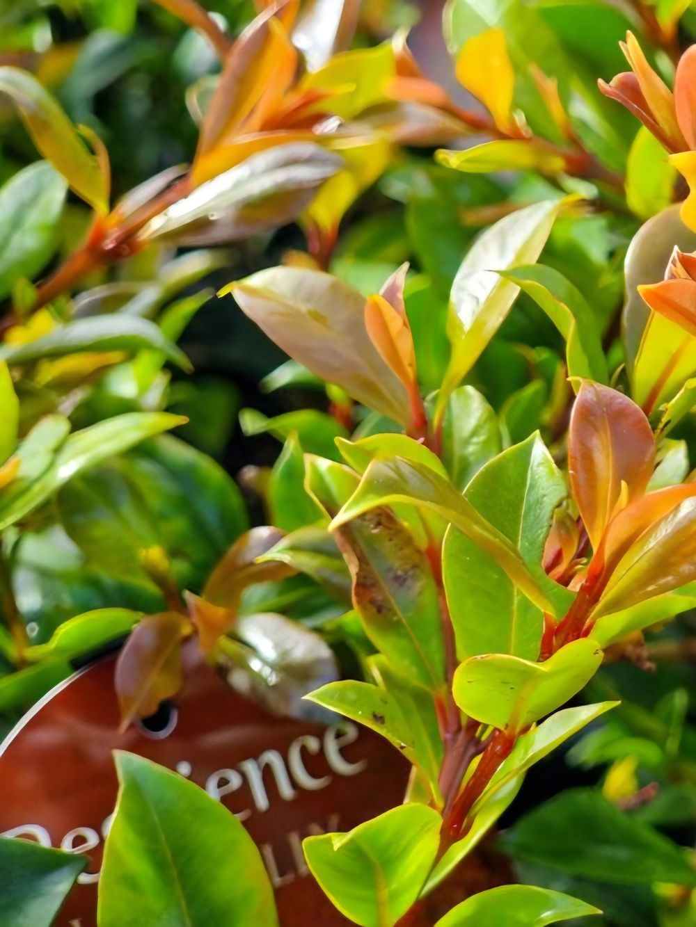 Syzygium Resilience (20cm)