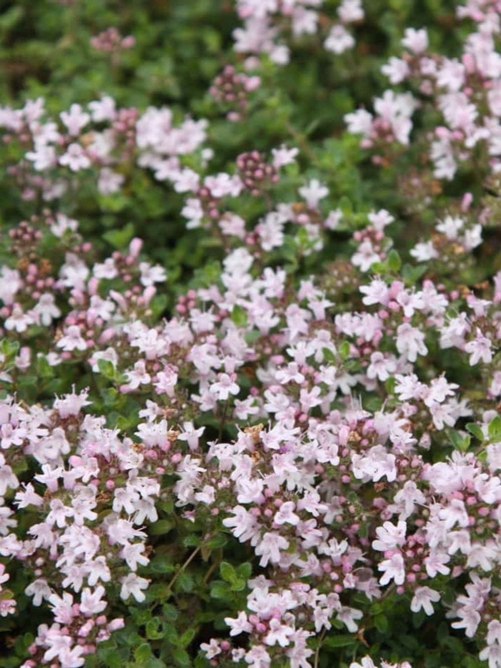 THYME PINK CHINTZ (14CM)