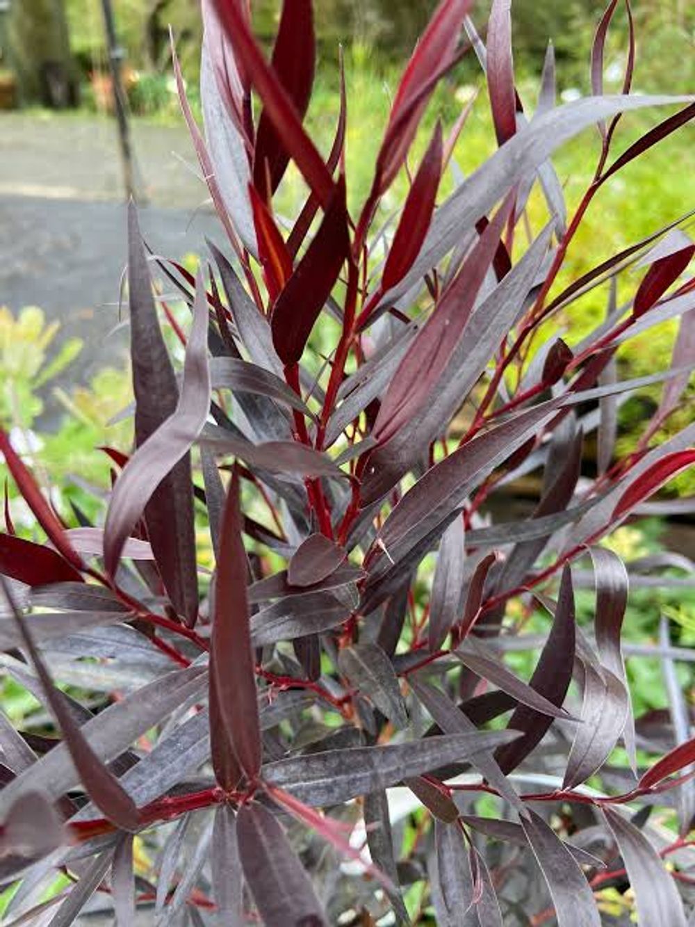 AGONIS FLEXUOSA AFTER DARK (30LTR)