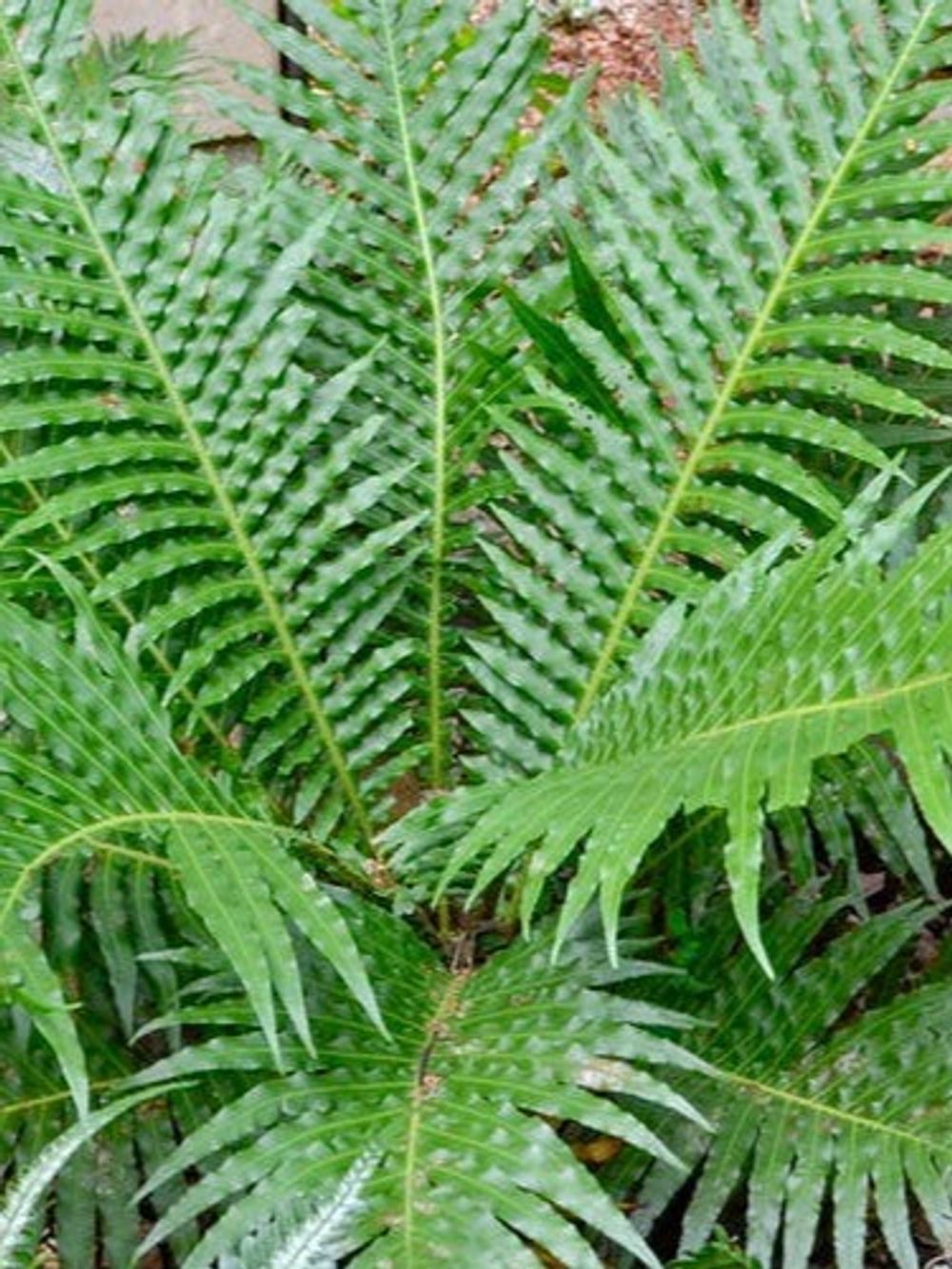 Blechnum gibbum Silver Lady (14cm)