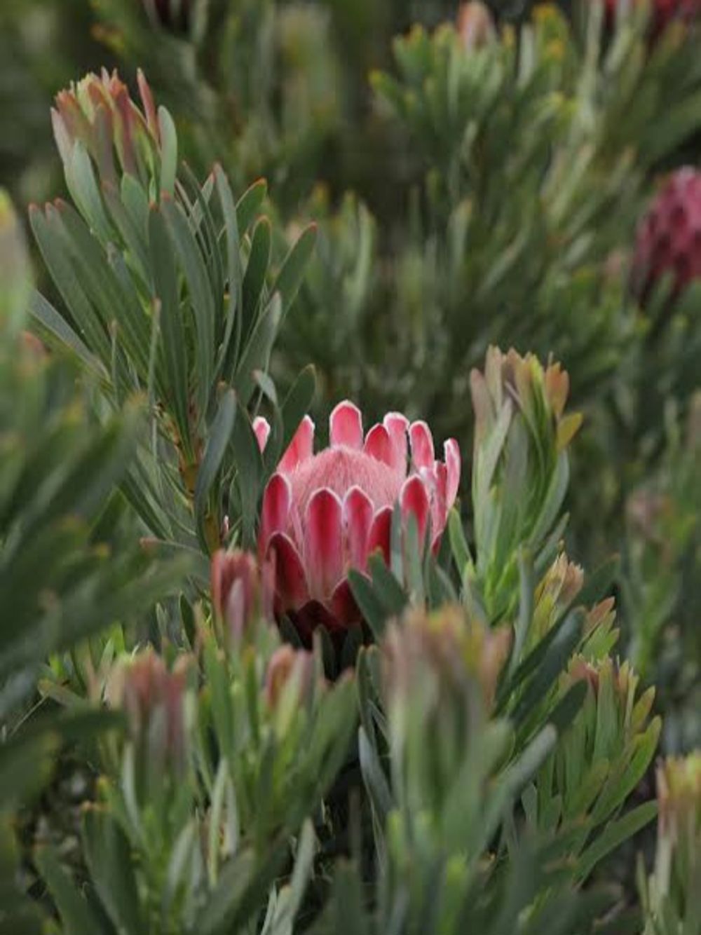 PROTEA REPENS VENUS (14CM)