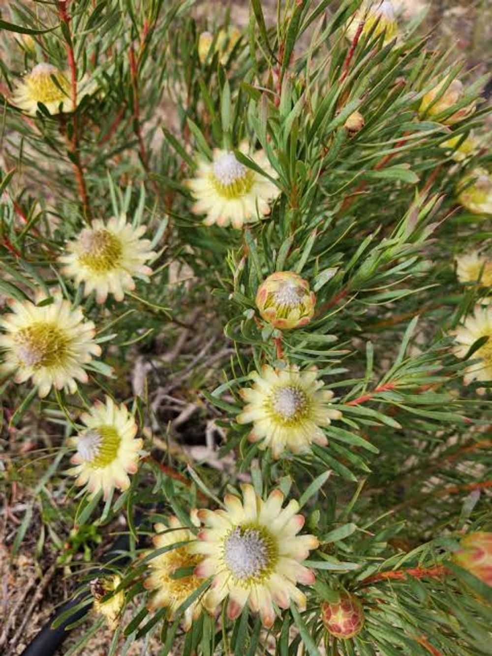 PROTEA SCOLYMOCEPHALA (14CM)